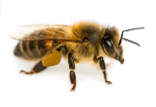 frelon asiatique tue les abeilles