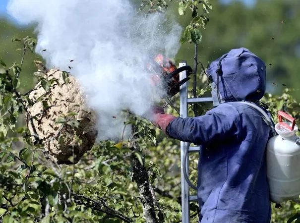 destruction de nid de frelon asiatique à dole