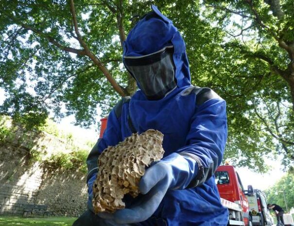 destruction de nid de guêpe à champagnole