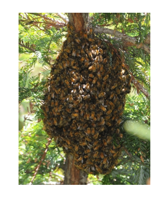 essaim d'abeille sur une banche dans le jura