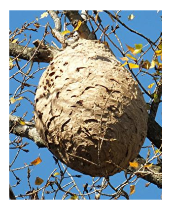 nid de frelon asiatique dans un arbre