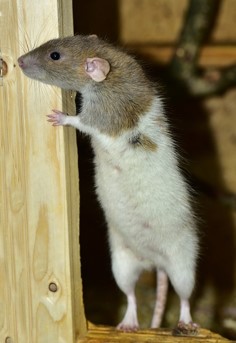 Rat dans la cave ou le grenier dans le jura à Lons le saunier