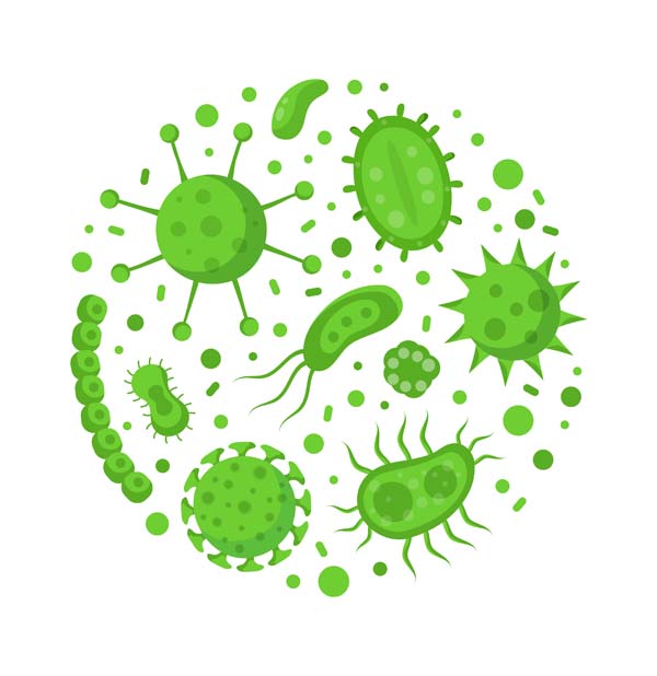 Bacillus thuringiensis_Insecticde naturel bactérie. Insecticide jura. Desinsectisation Jura