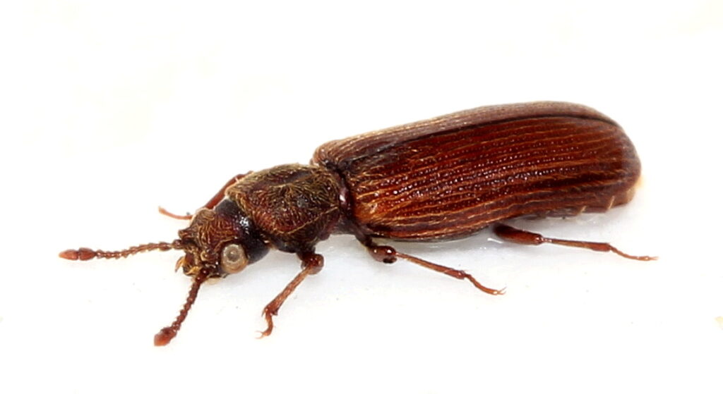 insecte xylophage, traitement de charpente, jura, Lyctus
