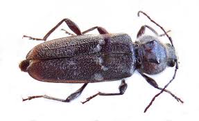 Insecte xylophage, traitement de charpente, jura Capricorne des maisons