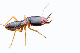 Termite insecte xylophage traitemnnet de charpente jura